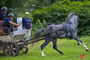 XV Galicyjskie Lato z koniem 2026